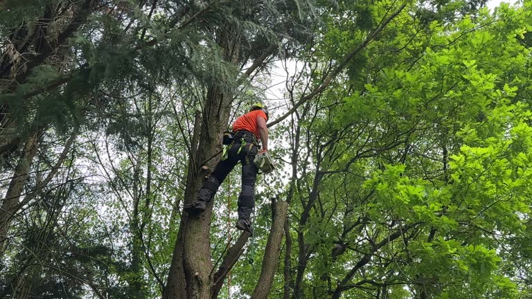 Best Tree Risk Assessment  in , AK